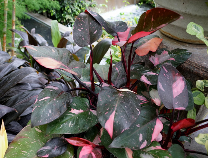 Beautiful pink and black leaves of Philodendron Pink Princess tropical plant