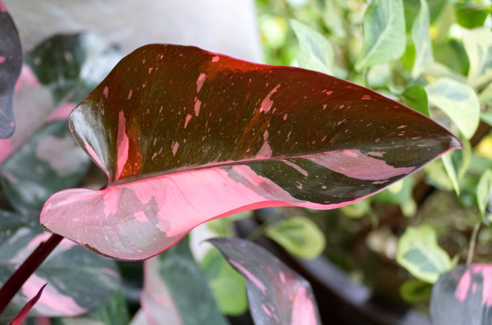 Beautiful bright pink and black leaf of Philodendron Pink Princess, a popular houseplant