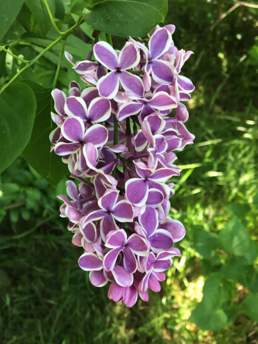 Sensation Lilac in bloom, lavender with white edging on petals.