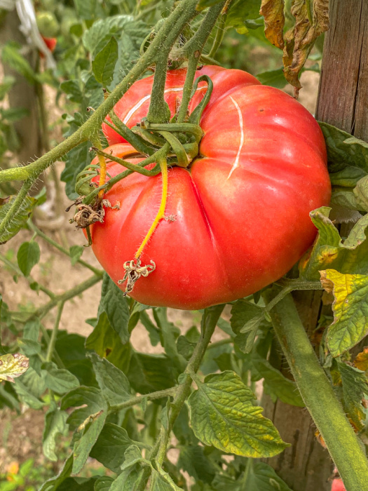 beefsteak tomato on vine