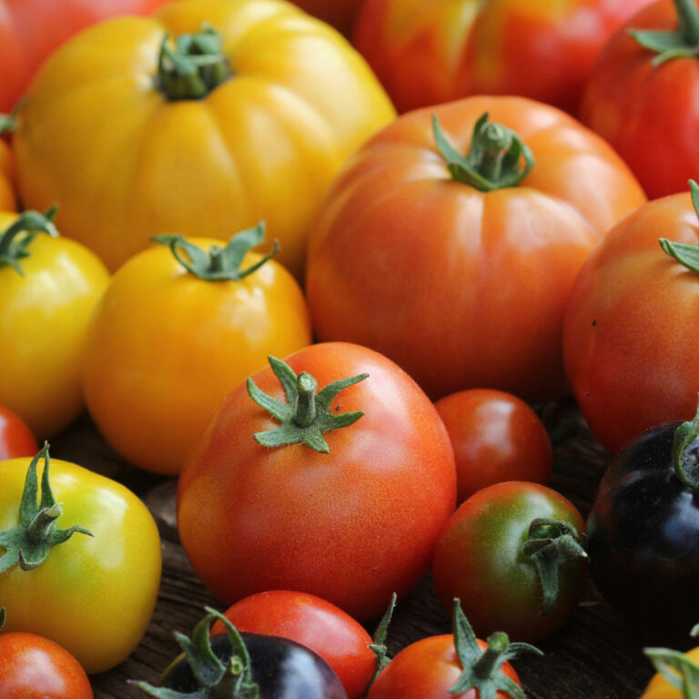 yellow, red and dark purple tomatos on table top, best tomato fertilizer