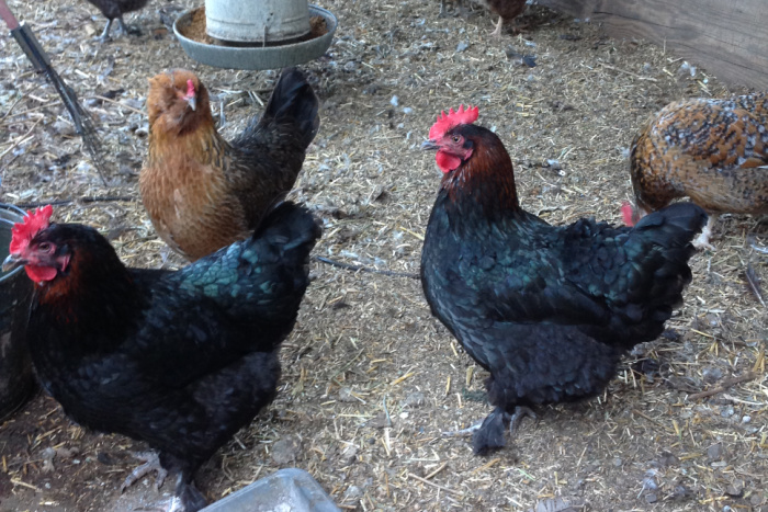 black copper maran hens in chicken pen