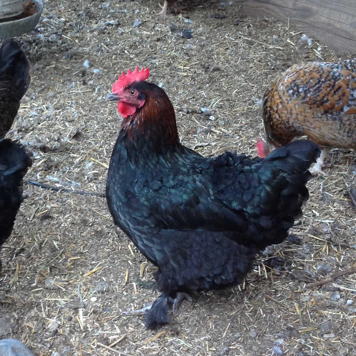 Black Copper Marans