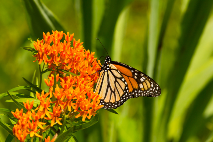 monarch butterfly on orange butterfly weed
