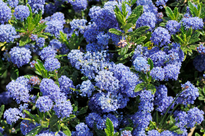 Beautiful blue purple caeanothus flowers on a sunny day in spring in Oregon.