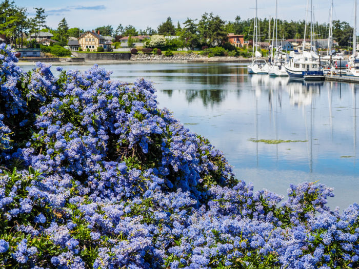 California Lilac blooming in front of marina with moored boats