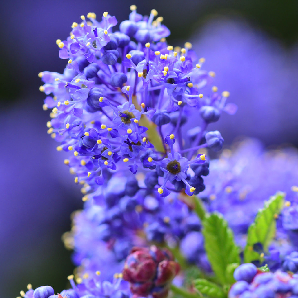 close up of a ceanothus flower on a bush, california lilac