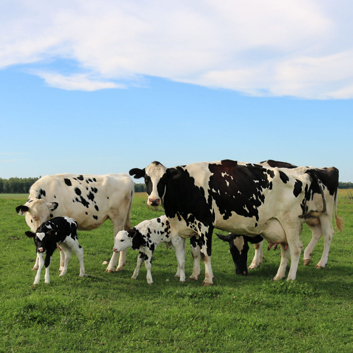 black and white cows and small calves in a meadow against a blue sky