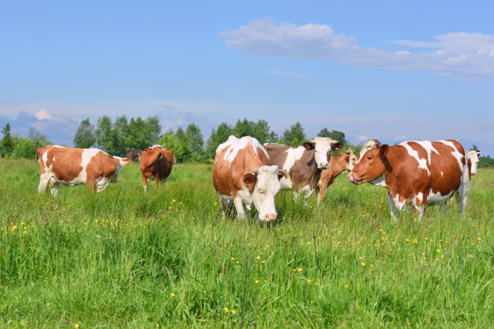 cows eating green grass with a blue sky above