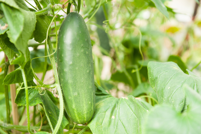 Cucumber plant growing in the garden with one cucumber hanging on the vine