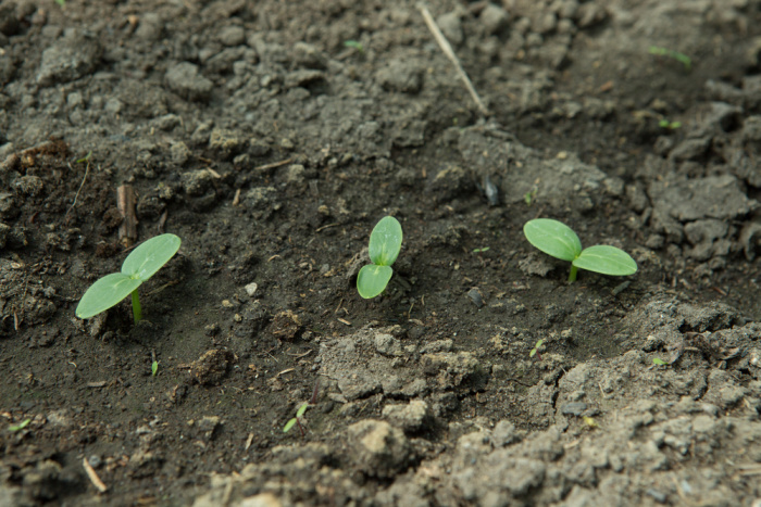 cucumber seedlings planted directly in the ground
