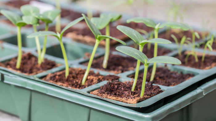 cucumber seedlings in a flat ready to be planted in the garden