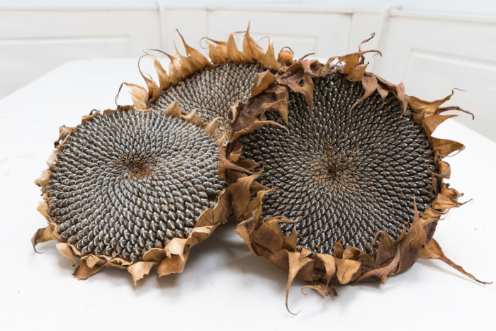 dried sunflower seed heads on white background