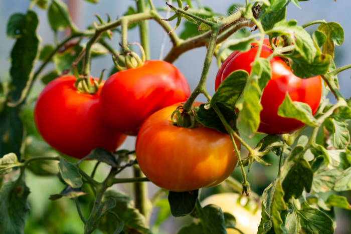 early girl tomatoes on the vine