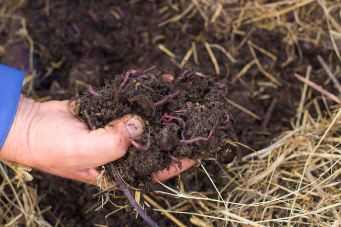 earthworms in a mans hand after digging up under mulch