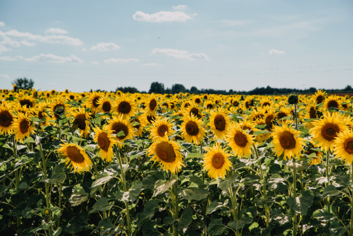 field of sunflowers on a clear summer day