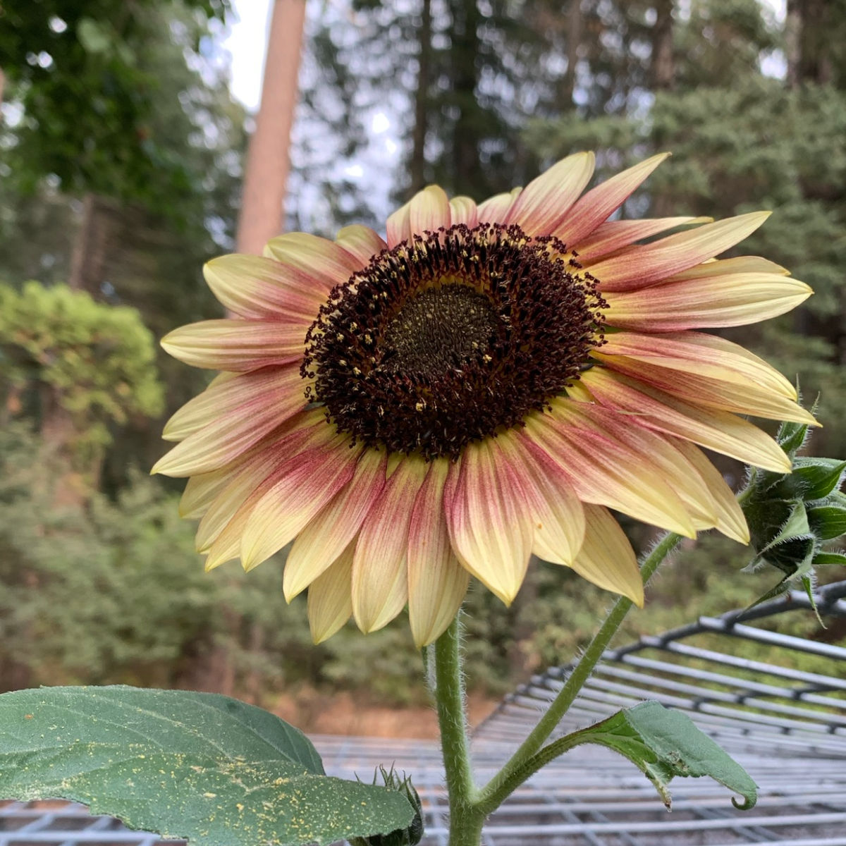 Growing Sunflowers