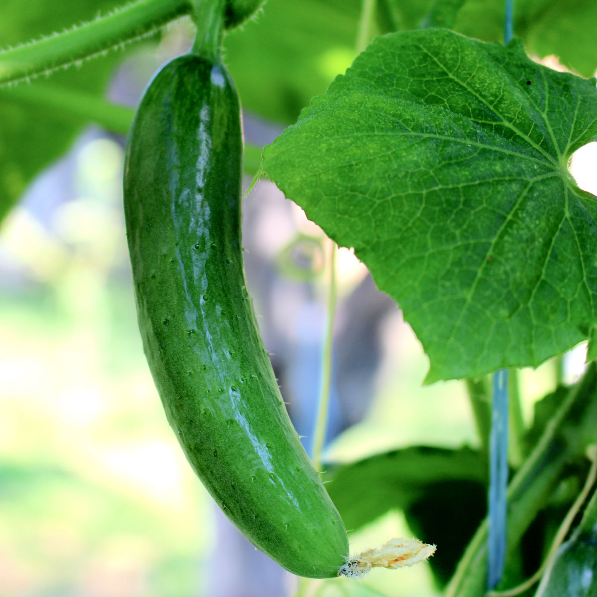 Growing Cucumbers