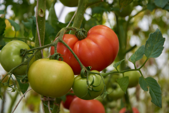 large red tomato on vine with smaller green tomatoes