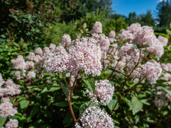 Ceanothus 'Blue Jeans', Holly Leaf Mountain Lilac