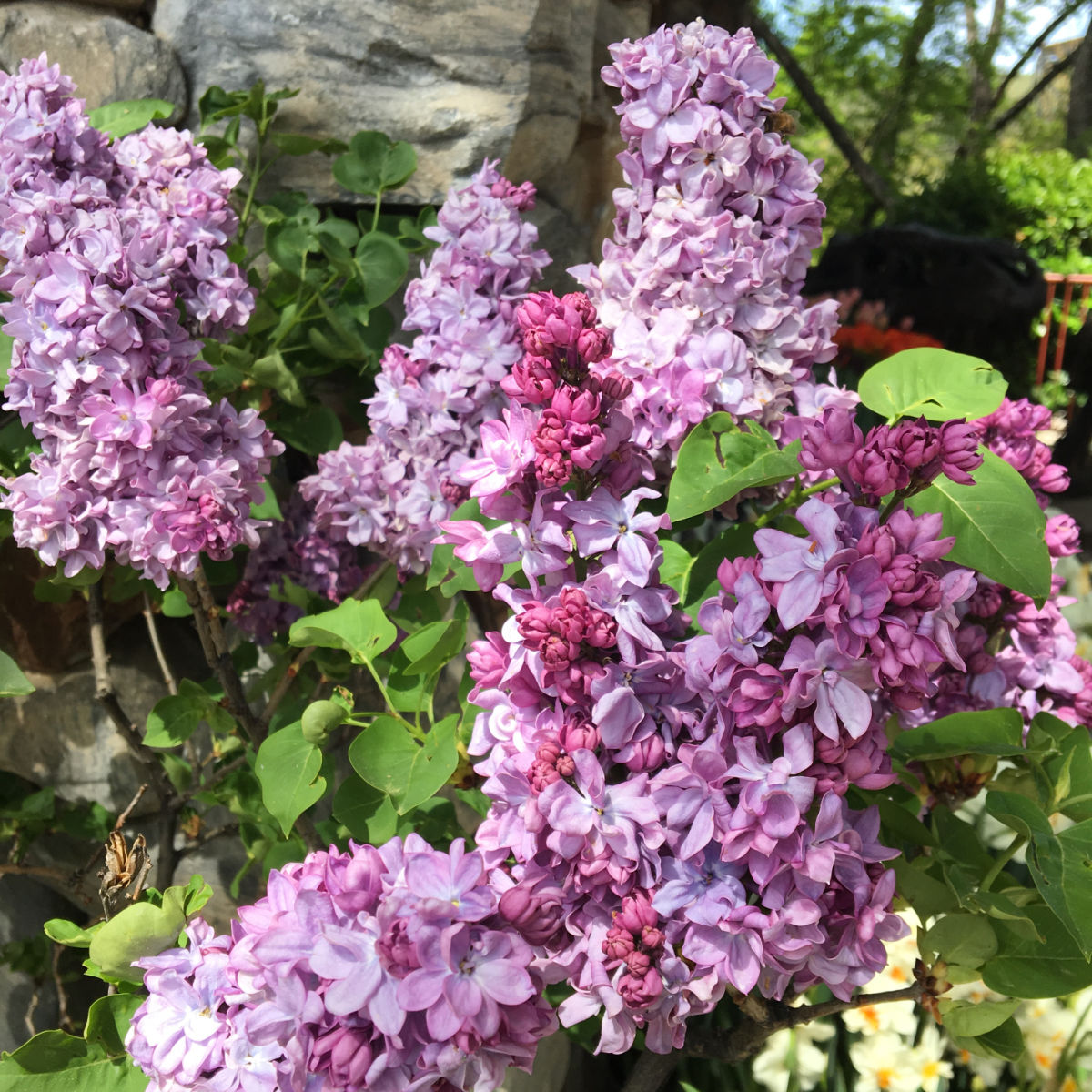 Planting Lilacs (Syringa vulgaris)