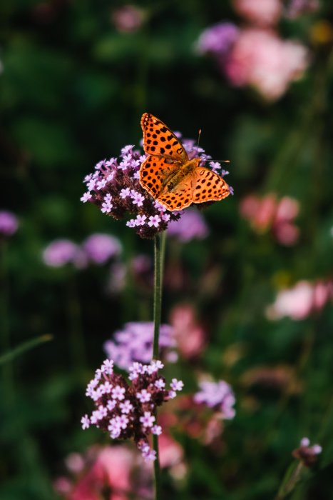 lollipop verbena bonariensis with buttefly on flower