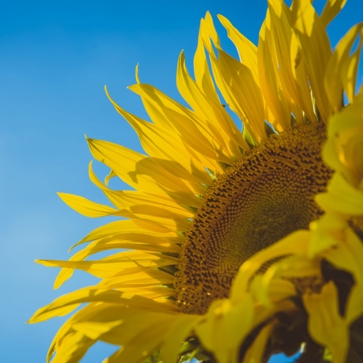 mammoth sunflower facing a blue sky