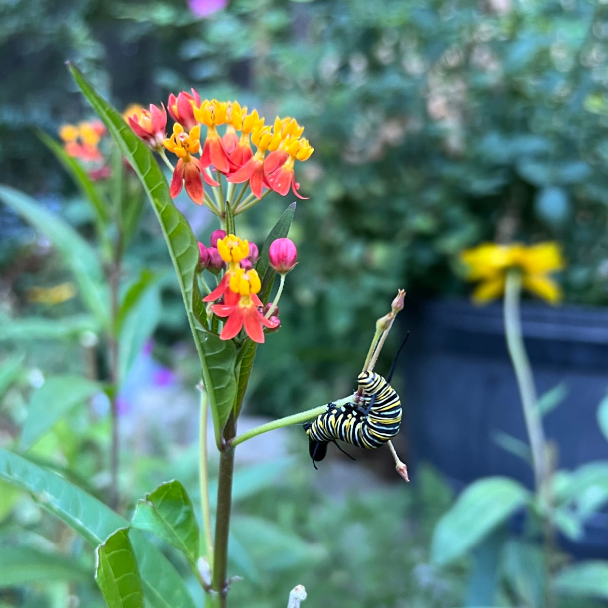 monarch caterpillar on asclepias, milkweed plant