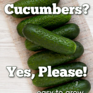 mini cucumbers on a linen towel with text overlay: mini cucumbers? Yes, Please! easy to grow and delicious. flower patch farmhouse dot com