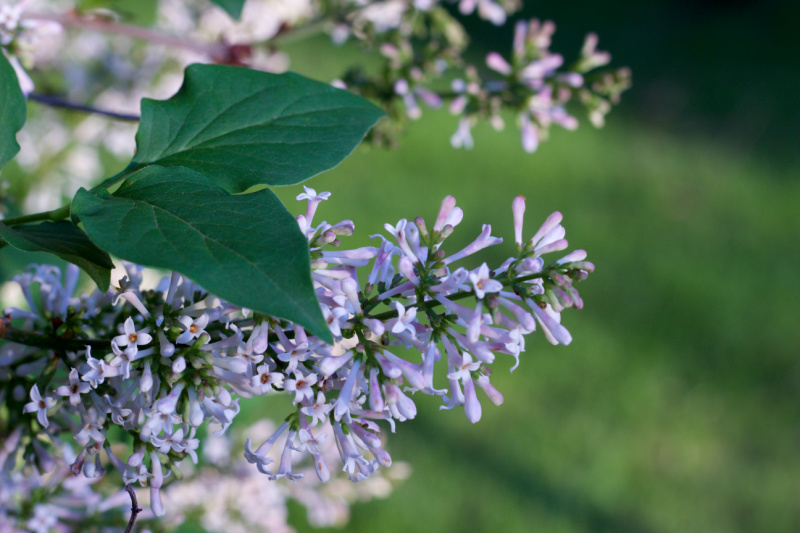 close up of a miss kim lilac bloom and leaf with grass in the background