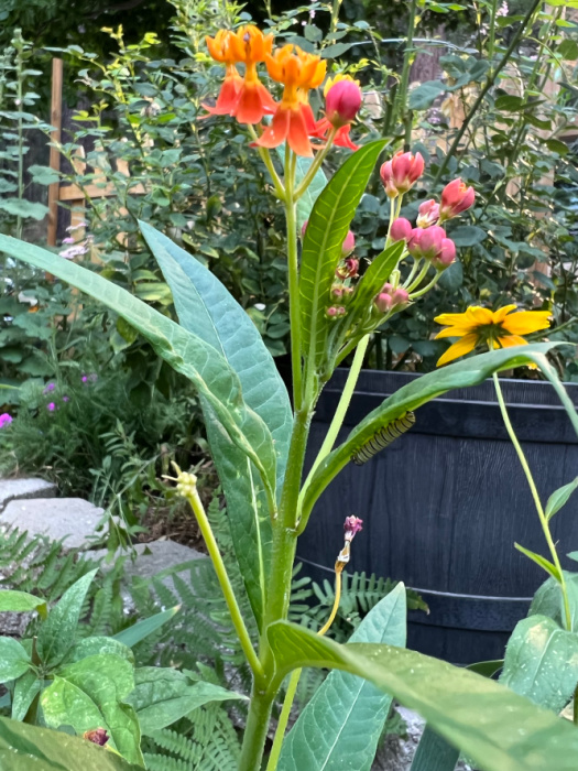 monarch caterpillar on tropical milkweed asclepias