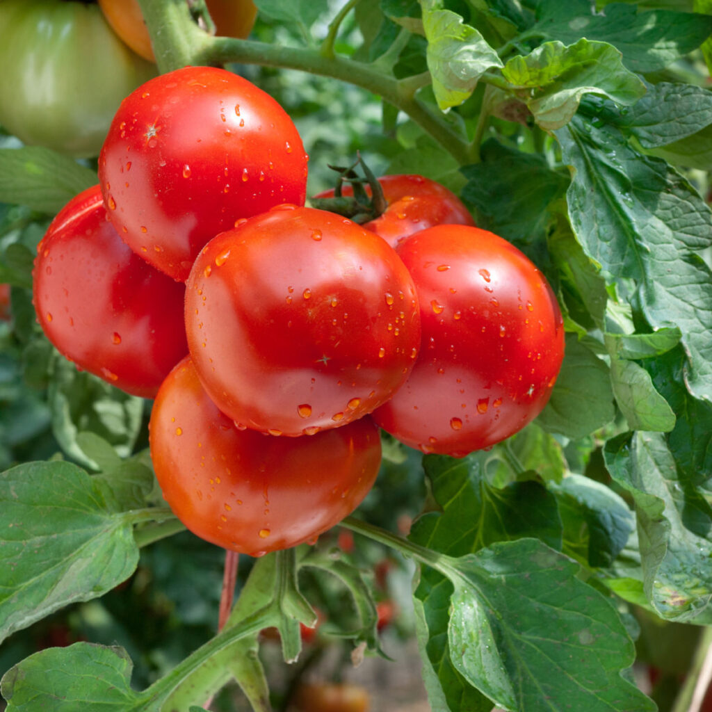 red tomatoes on vine in garden, growing tomatoes