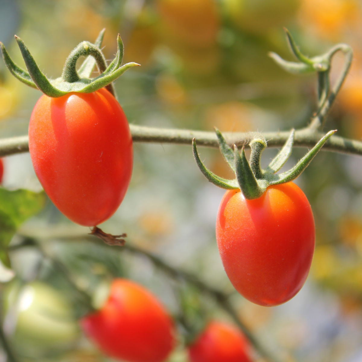 Plum Tomatoes