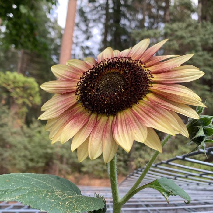 Plum procut sunflower pointing its face at the sun.