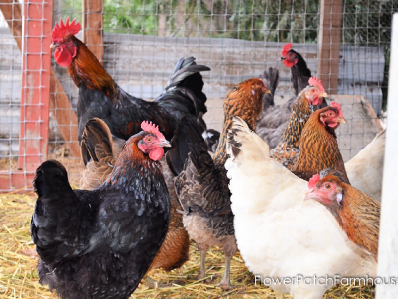 black copper marans rooster and hen