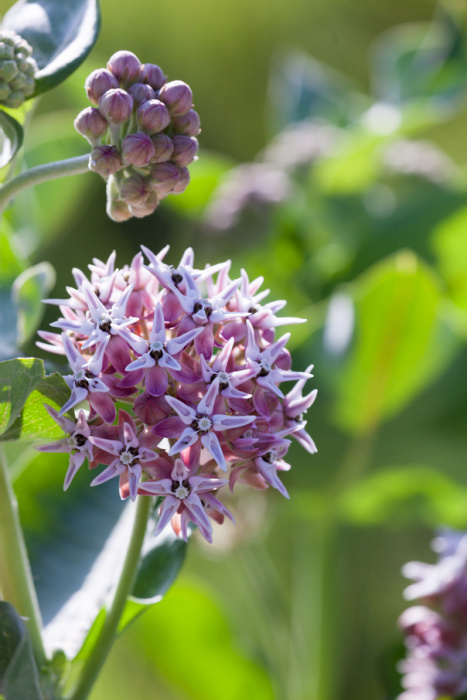 Clusters of light pink blooms of the showy milkweed plant in the bright afternoon sunshine at Devils Tower National Monument, Wyoming.