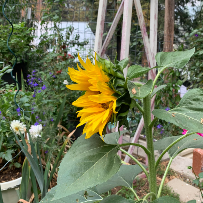 side view of snacking sunflower growing in a garden