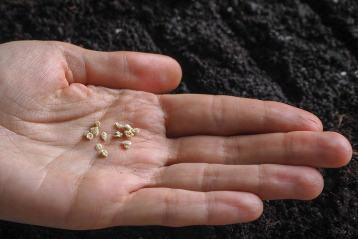 tomato seeds in a mans hand