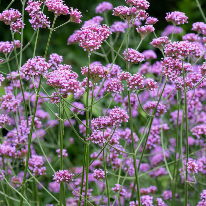 verbena bonariensis in flower