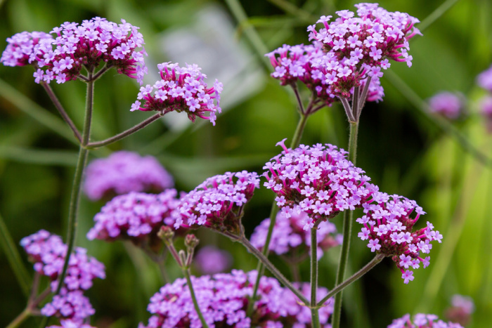 verbena bonariensis flowers close up