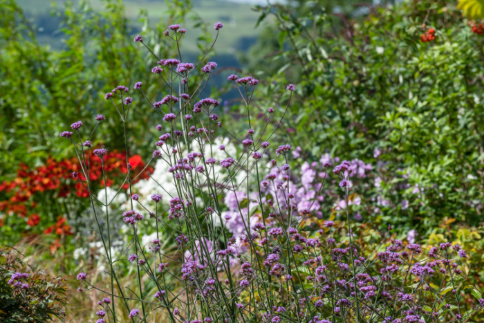 verbena bonariensis in a garden with other flowers