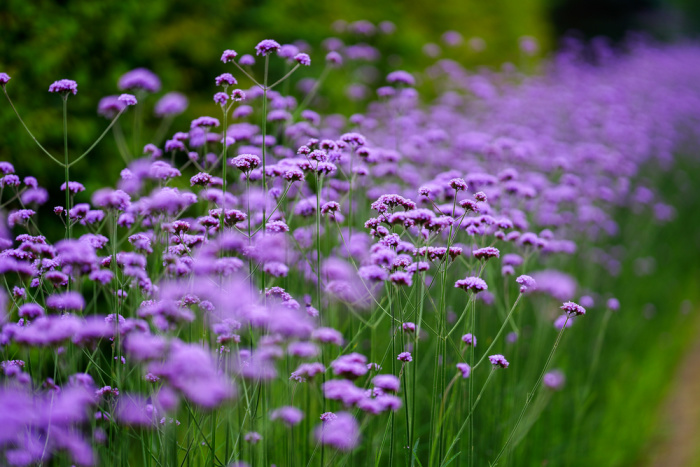 verbena bonariensis growing in a border