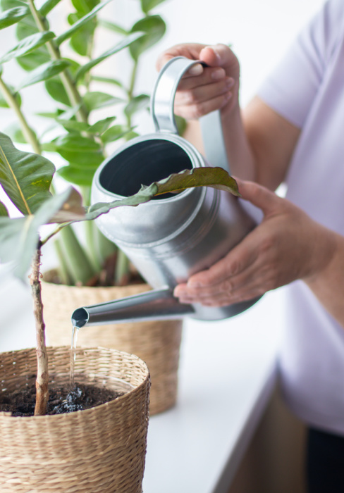 an older woman watering a house plant