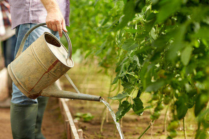 person watering tomato plants with a watering can