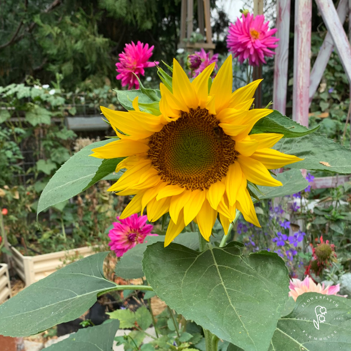 black oil seed sunflower growing in garden with fucshia dahlia a blue larkspur