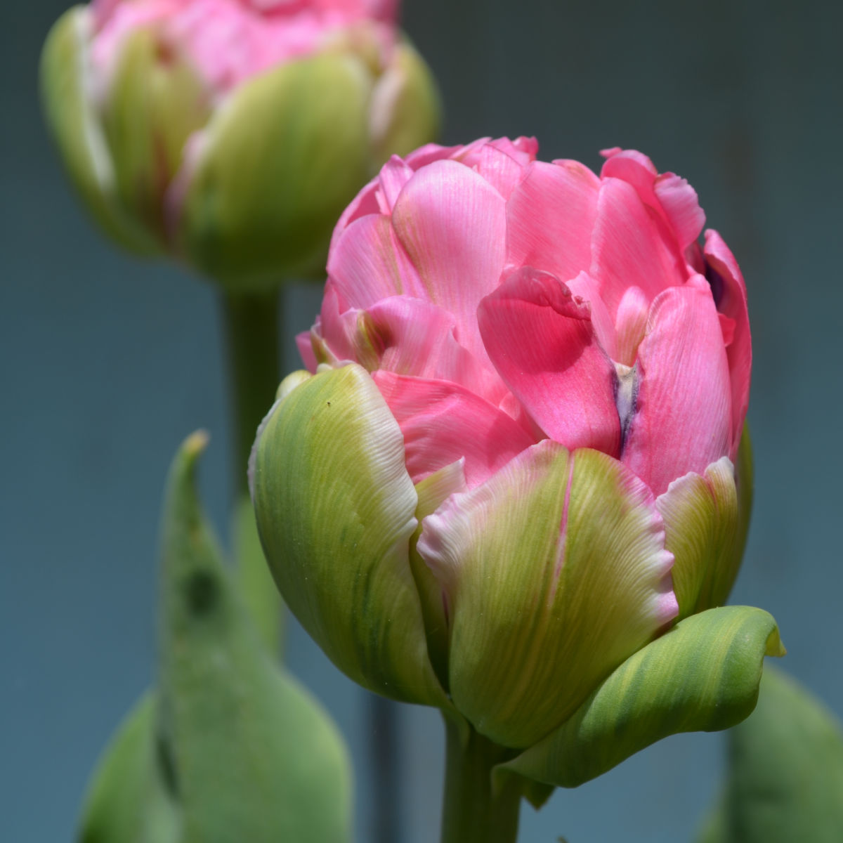 ice cream tulip against blue background