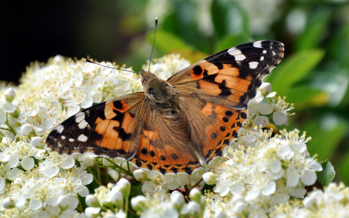 painted lady butterfly on white flowers in a garden