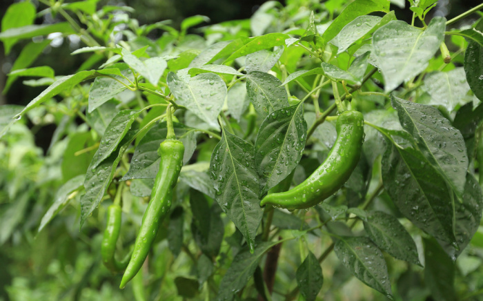 Green pepper plants growing in vegetable garden