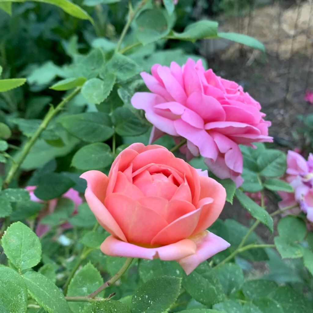 Princess Alexangra of Kent David Austin rose blooming in the garden