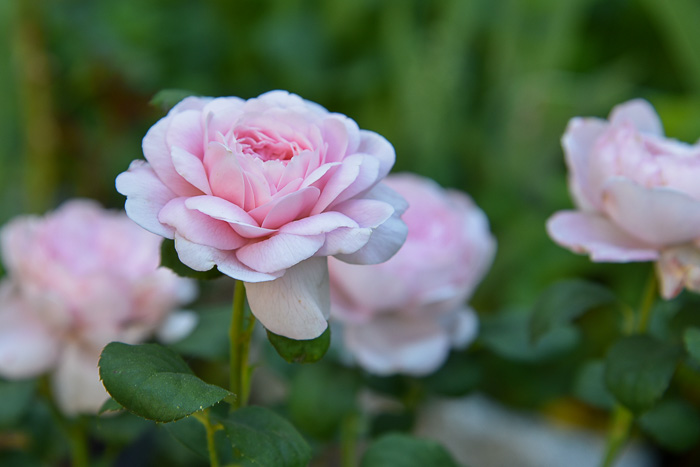 Queen of Sweden David Austin rose in Flower Patch Farmhouse garden.